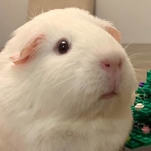 Meet your Posher, Shannon